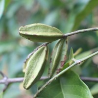 Combretum acuminatum Roxb.